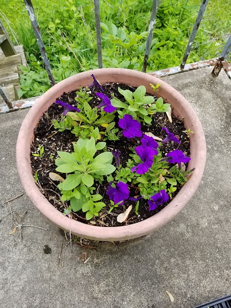 Petunias - Planting Day